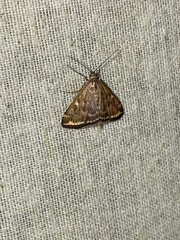 Loxostege sticticalis