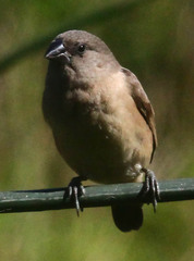 Spermestes cucullata