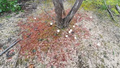 Drosera aberrans