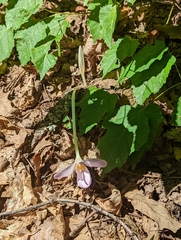Colchicum autumnale