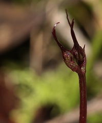 Acianthus caudatus