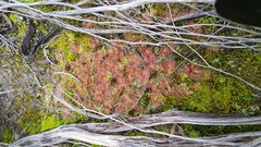 Drosera aberrans