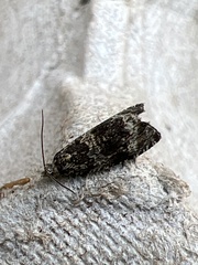 Syricoris lacunana