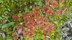 Drosera aberrans