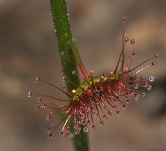 Drosera auriculata