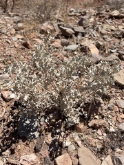 Atriplex hymenelytra