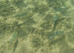 Mulloidichthys flavolineatus