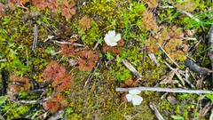 Drosera aberrans
