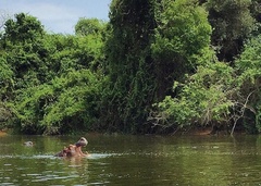 Hippopotamus amphibius