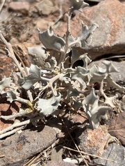 Atriplex hymenelytra