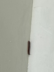 Helicorthomorpha holstii