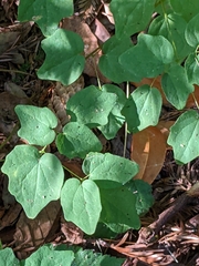 Vancouveria hexandra