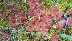 Drosera aberrans