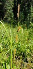 Carex utriculata