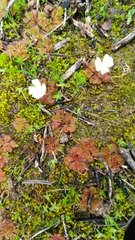 Drosera aberrans