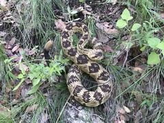 Crotalus molossus molossus