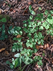 Vancouveria hexandra