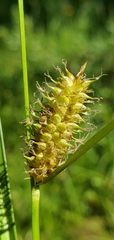 Carex utriculata