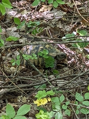 Testudo hermanni