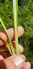 Carex utriculata