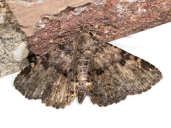 Metalectra quadrisignata