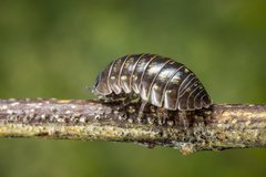 Armadillidium