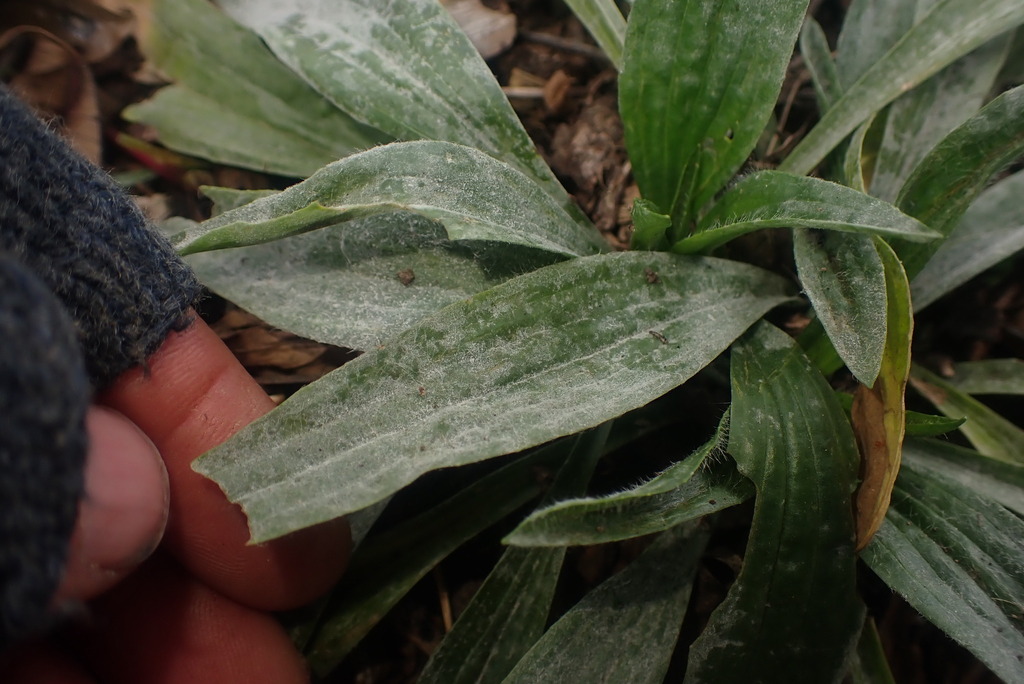 Powdery Mildews from Wiri, Auckland, New Zealand on May 17, 2022 at 02