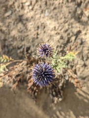 Echinops ritro