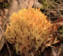 Ramaria lorithamnus