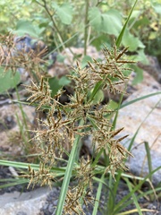 Cyperus