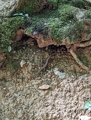 Podarcis muralis