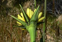Tragopogon pratensis