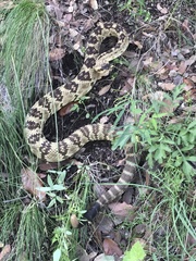 Crotalus molossus molossus