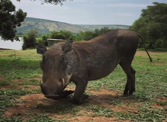 Phacochoerus africanus massaicus