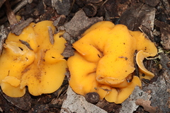 Phaeohelotium baileyanum