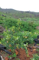 Gomphocarpus physocarpus
