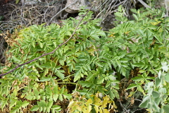 Smyrnium creticum