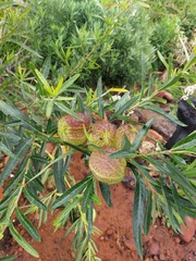 Gomphocarpus physocarpus