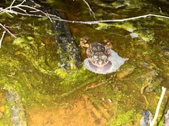 Tomopterna delalandii