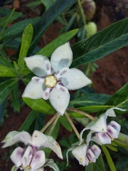 Gomphocarpus physocarpus