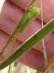 Conocephalus hastatus