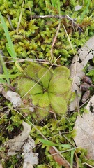 Drosera whittakeri