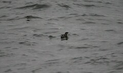 Brachyramphus marmoratus