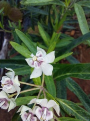 Gomphocarpus physocarpus