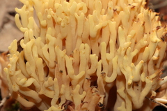 Ramaria lorithamnus