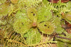 Drosera aberrans