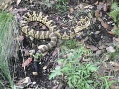 Crotalus molossus molossus