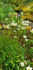 Parnassia fimbriata