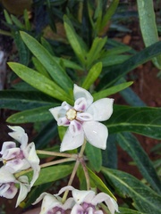 Gomphocarpus physocarpus