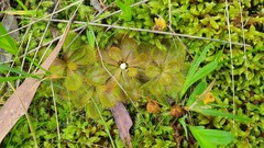 Drosera whittakeri